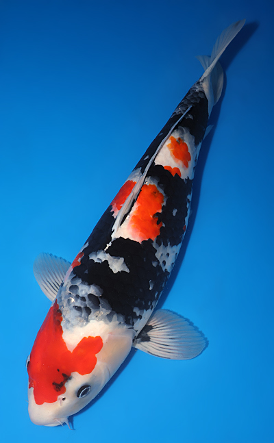 Showa - koi #y0609t019 - Side View A