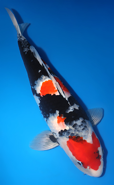 Showa - koi #y0609t019 - Image 3
