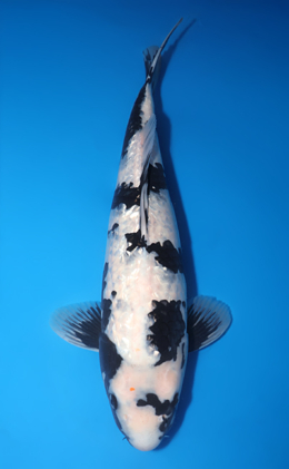 Taro's Spring Collection Archives - Kodama Koi Farm