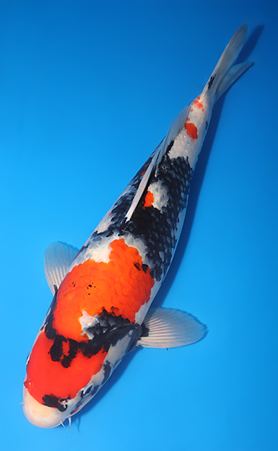 Showa - koi #y0609t024 - Side View A