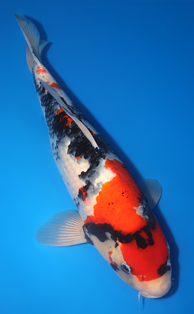 Showa - koi #y0609t024 - Image 3