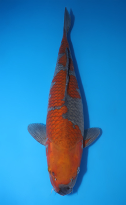 Ochibashigure - koi #y0609t025