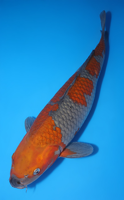 Ochibashigure - koi #y0609t025 - Side View A