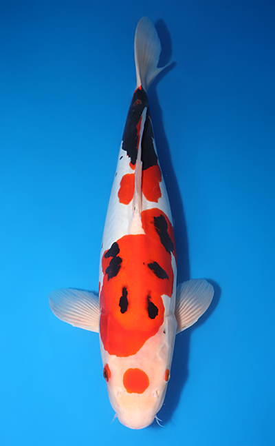 Beni Kumonryu - koi #y0609t026