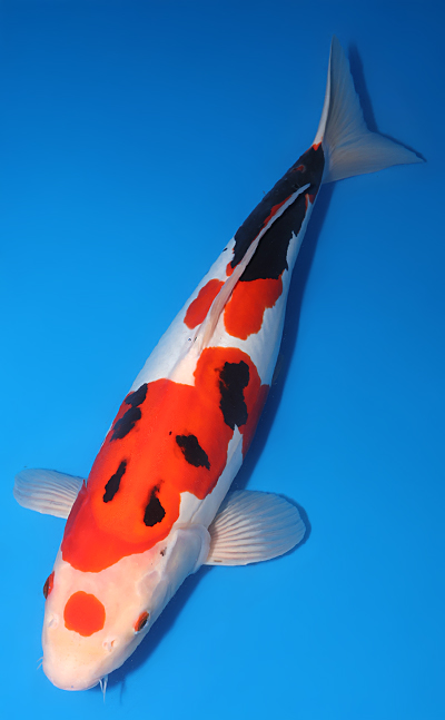 Beni Kumonryu - koi #y0609t026 - Kawakami Koi Farm