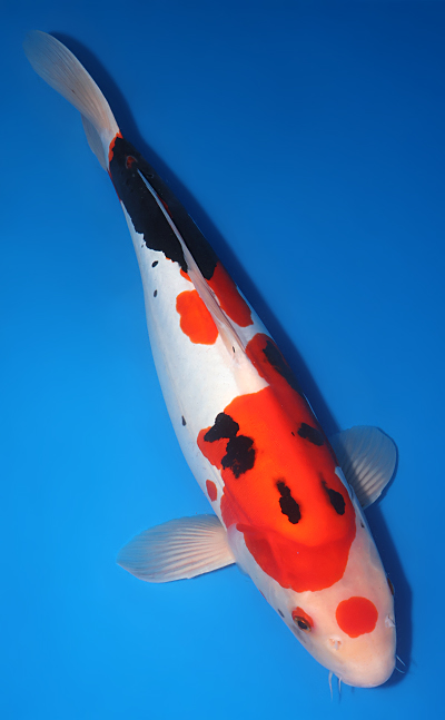 Beni Kumonryu - koi #y0609t026 - Image 3