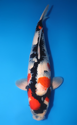 Showa - koi #y0609t027