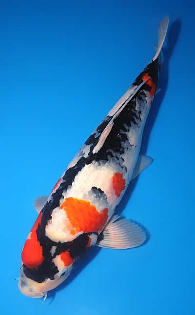Showa - koi #y0609t027 - Side View A
