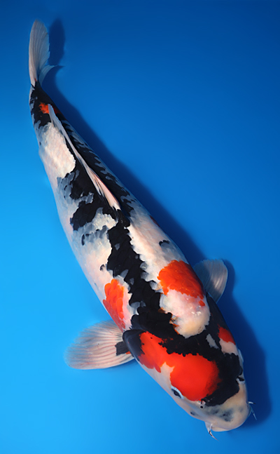 Showa - koi #y0609t027 - Image 3