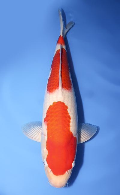 Kohaku - koi #y0611s017 - Torazo Koi Farm