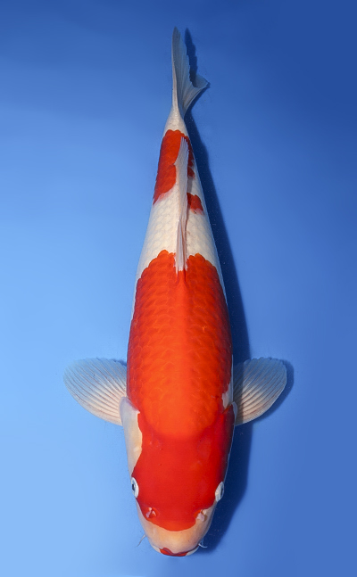 Shop the Best Koi Fish for Sale - Hand-Picked from Japan's Top
