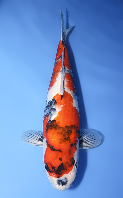 Showa - koi #y0611s022 - Isa Koi Farm