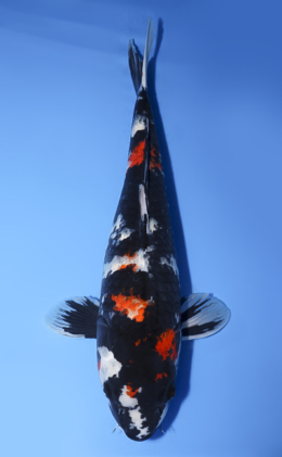 Shop the Best Koi Fish for Sale - Hand-Picked from Japan's Top