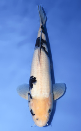 Shop the Best Koi Fish for Sale - Hand-Picked from Japan's Top