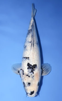Search - Kodama Koi Farm