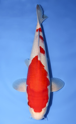 Kohaku - koi #y0615s008