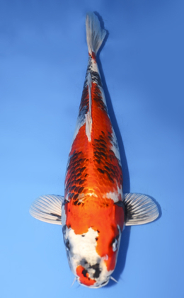 Search - Kodama Koi Farm