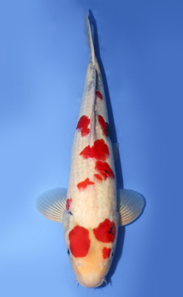 Search - Kodama Koi Farm