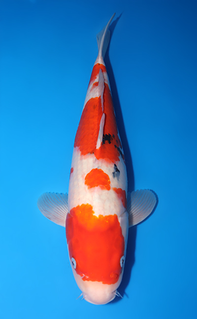 Taisho Sanke - koi #y0618s013