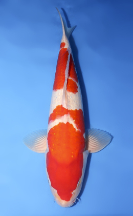Kohaku - koi #y0619s008-re