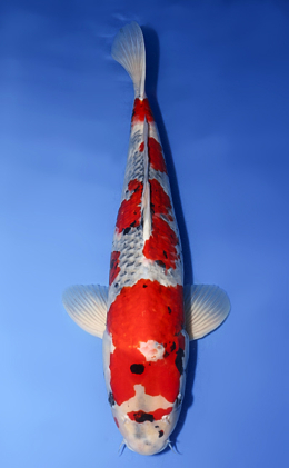 Goshiki - koi #y0620s002