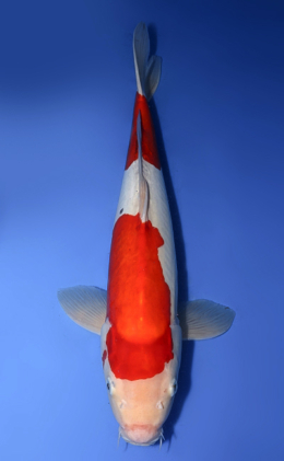 Kawakami Koi Farm Archives - Kodama Koi Farm