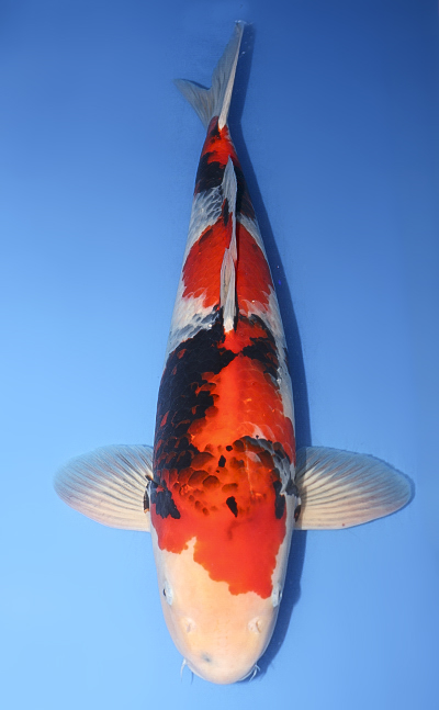 鯉ザオ Showa - koi #y0622b016-x0314m044 - Miyatora Koi Farm