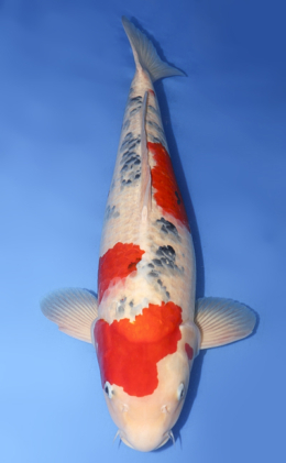Shop the Best Koi Fish for Sale - Hand-Picked from Japan's Top