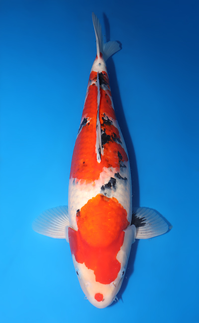 Showa - koi #y0623b014-x1013n004 - Sakazume Koi Farm
