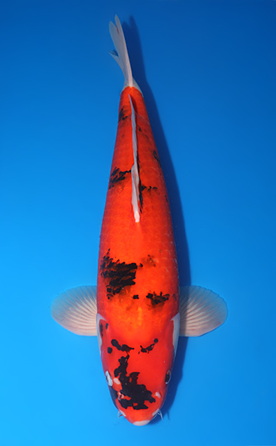 Showa - koi #y0623b015-x1103m008 - Marusei Koi Farm