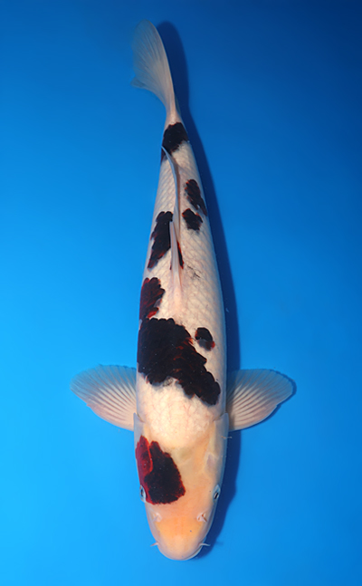 Budogoromo - koi #y0623b019-x1117m011 - Marusei Koi Farm