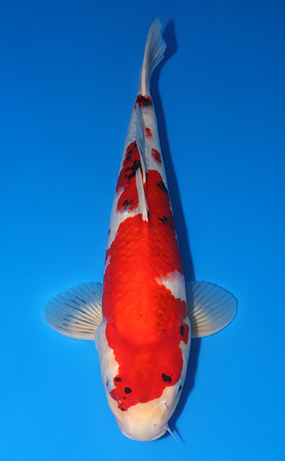 鯉ザオ Taisho Sanke - koi #y0626s007 - Marudo Koi Farm