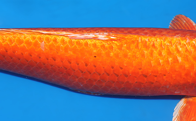 Orange Ogon - koi #y0626s014 - Maruhiro Koi Farm