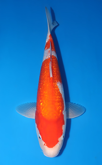 Shop the Best Koi Fish for Sale - Hand-Picked from Japan's Top