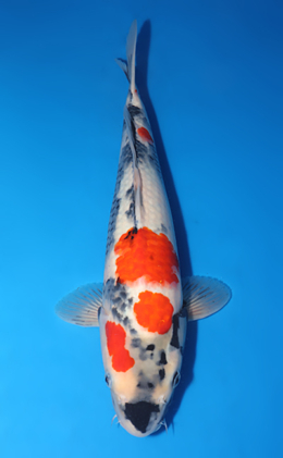 古銅　鯉水滴　61g 東さ7-1207☆2F Shop the Best Koi Fish for Sale - Hand-Picked from Japan's Top