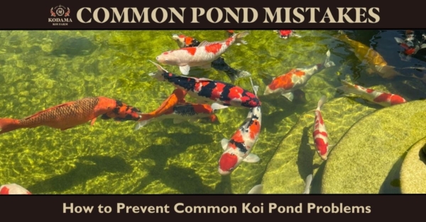 How to Avoid Common Koi Pond Mistakes