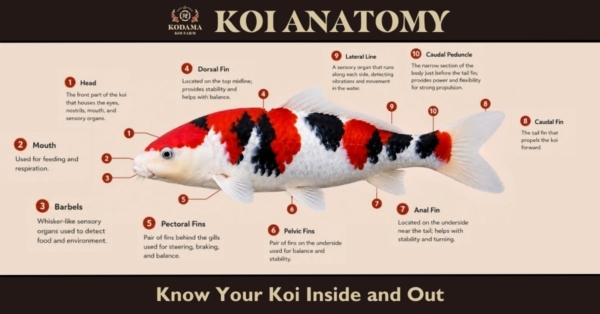 Koi Anatomy Explained (+ Free Labeled Anatomy Diagram)