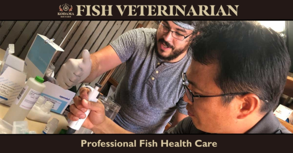 When Should You Call a Koi Veterinarian? A Koi Owner’s Guide to Professional Fish Care