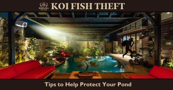 Koi Theft: Tips to Protect Your Pond from Thieves & Predators