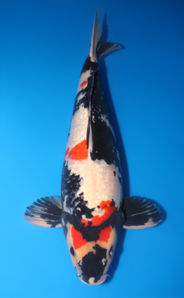 Ginrin Showa - koi #y0627n001-x1020n018