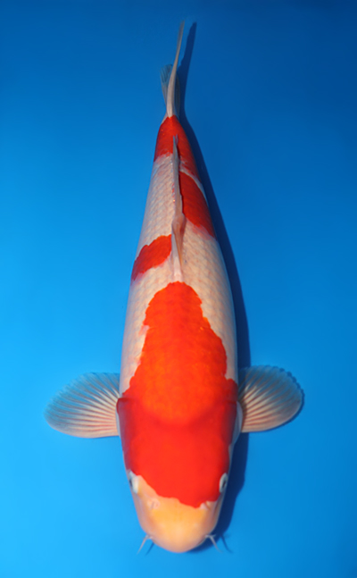 Kohaku - koi #y0702s008 - Dainichi Koi Farm