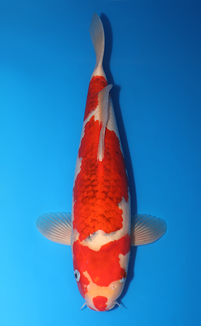 Aigoromo - koi #y0702s030 - Sakazume Koi Farm
