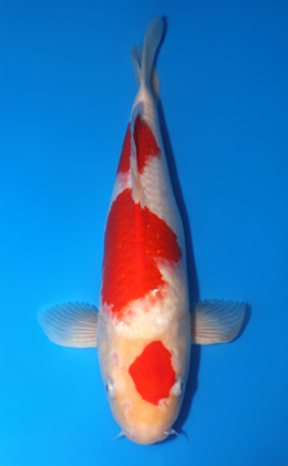 Auction End: 11-24-25 Archives - Kodama Koi Farm
