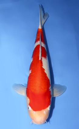 Kohaku - koi #y0706s033