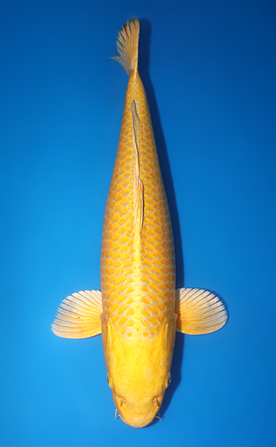 Izumiya Koi Farm Archives - Kodama Koi Farm