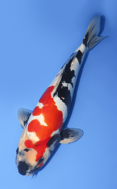 Doitsu Showa - koi #y0708t001 - Side View A
