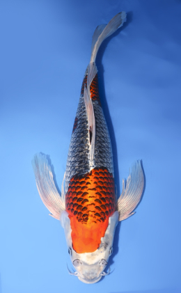 Taro's Collection Archives - Kodama Koi Farm
