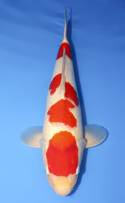 Kohaku - koi #y0708t003