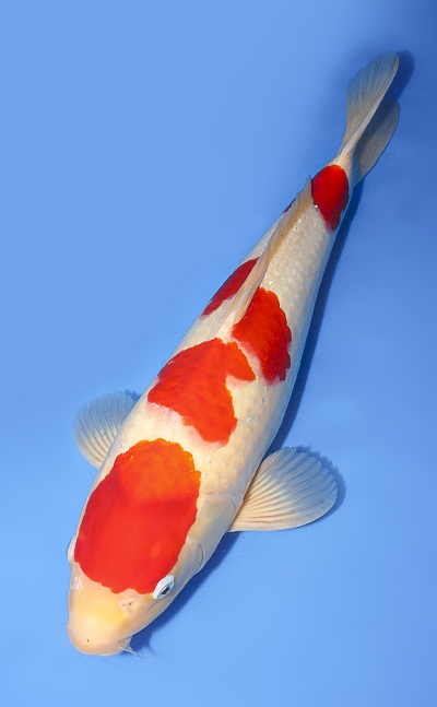 Kohaku - koi #y0708t003 - Side View A