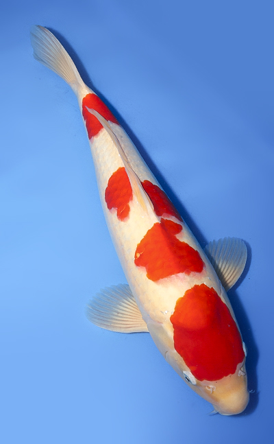 Kohaku - koi #y0708t003 - Image 3
